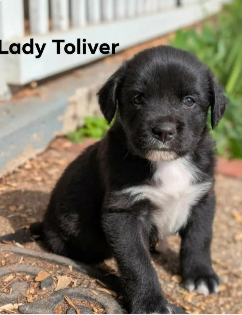 A baby medium-sized female Labrador Retriever dog named Lady for adoption in El Dorado, AR