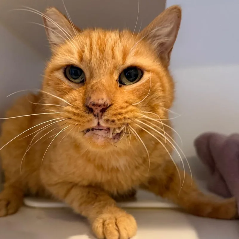 Goldfish thumbnail 2