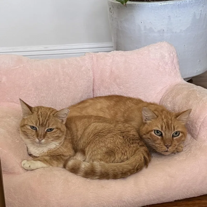 Goldfish thumbnail 3