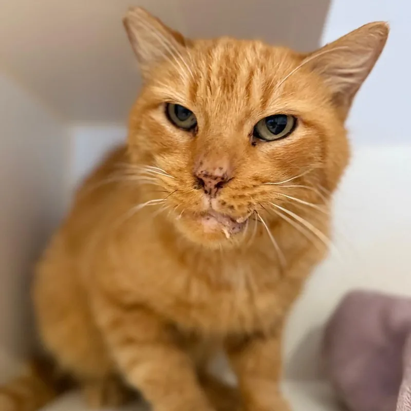 Goldfish thumbnail 4