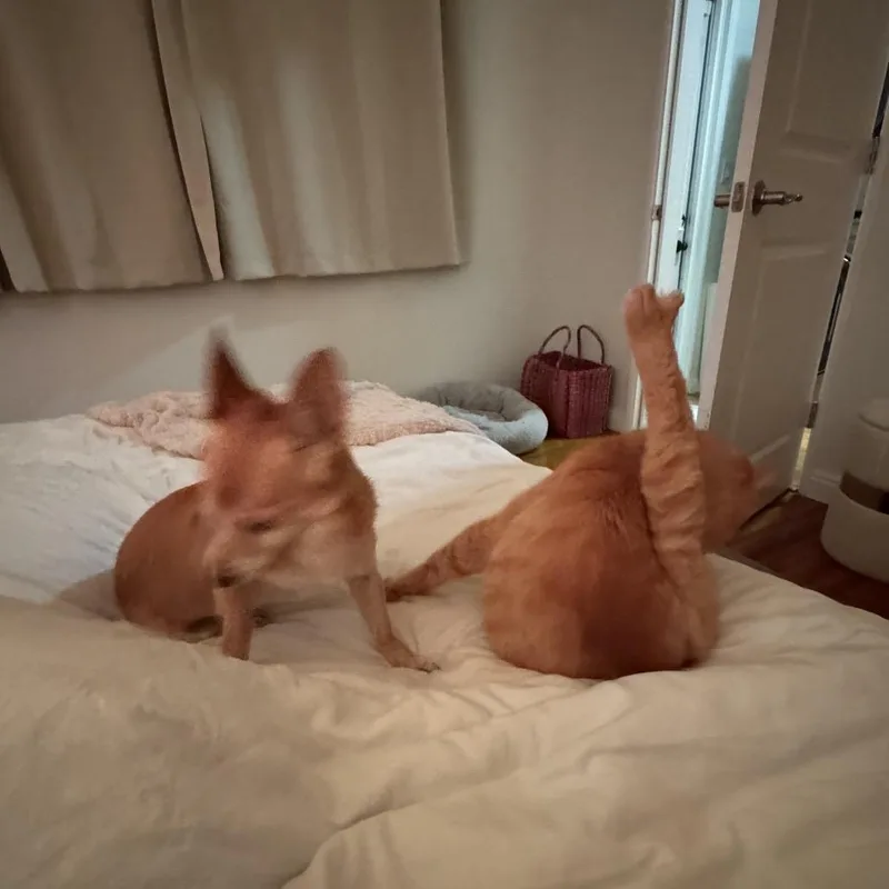 Goldfish thumbnail 5