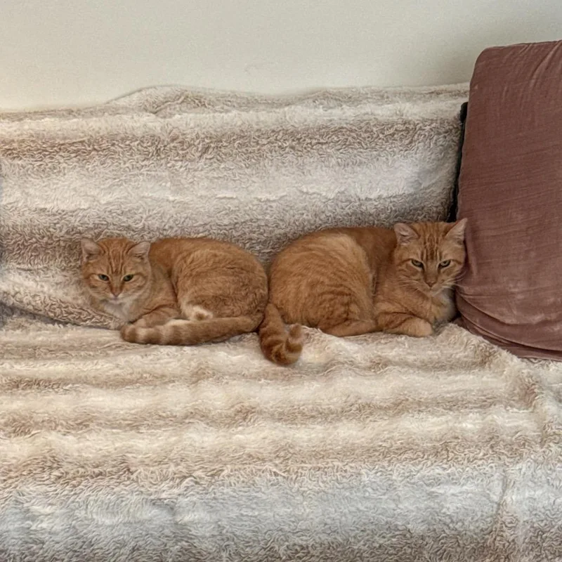 Goldfish thumbnail 6