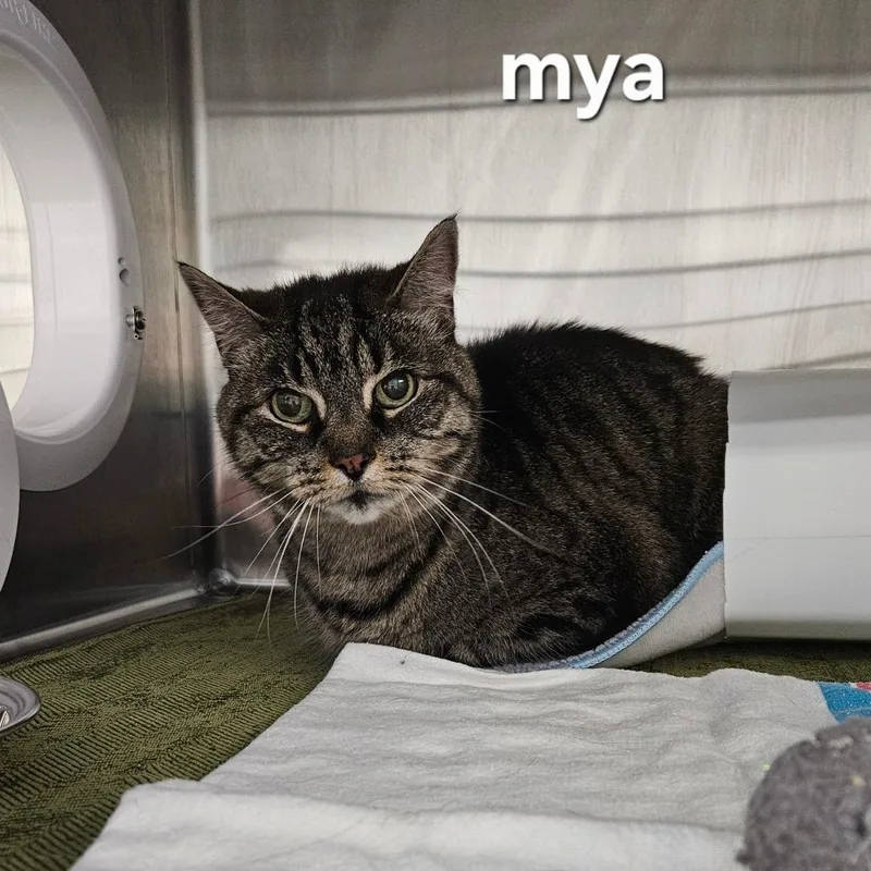 A senior small-sized female Brown / Chocolate Domestic Short Hair cat named Mya for adoption in Oneonta, NY