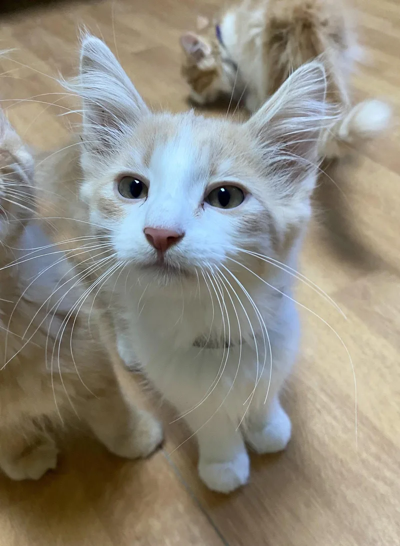 A young medium-sized male Domestic Long Hair cat named Mario for adoption in Fargo, ND