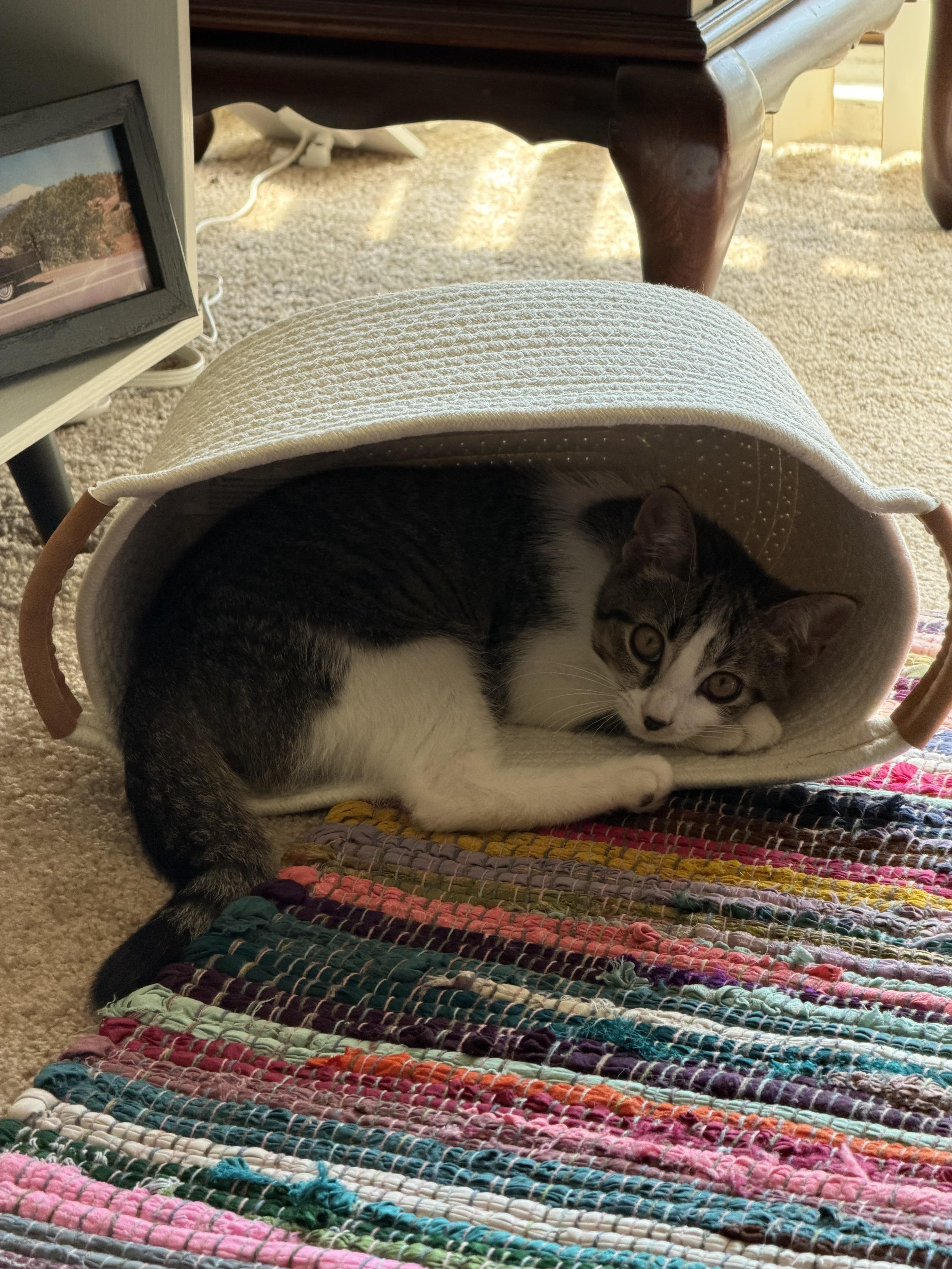 A young medium-sized female White Tabby cat named Maxine for adoption in Westland, MI