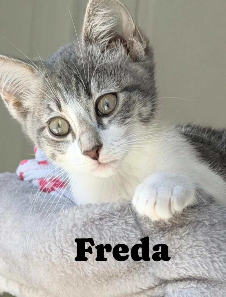 Freda