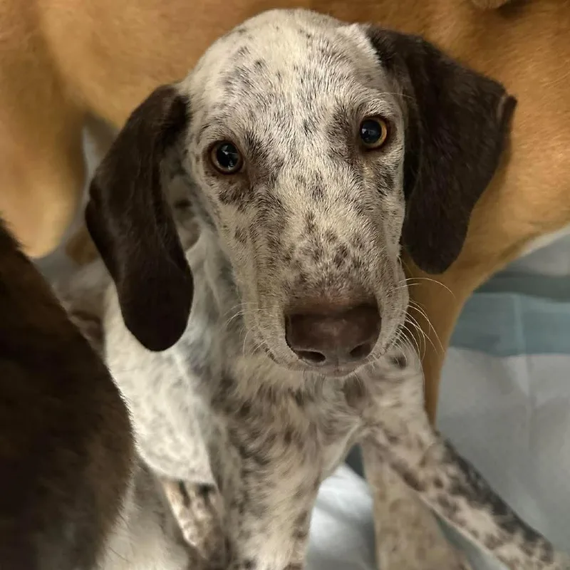 A baby medium-sized male Coonhound dog named Bruno for adoption in Bastrop, TX