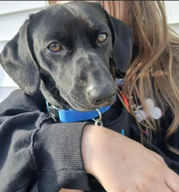 A young small-sized male Dachshund dog named Oscar In Ri for adoption in Cranston, RI