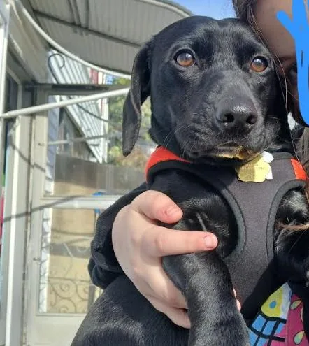 Oscar In Ri thumbnail 3