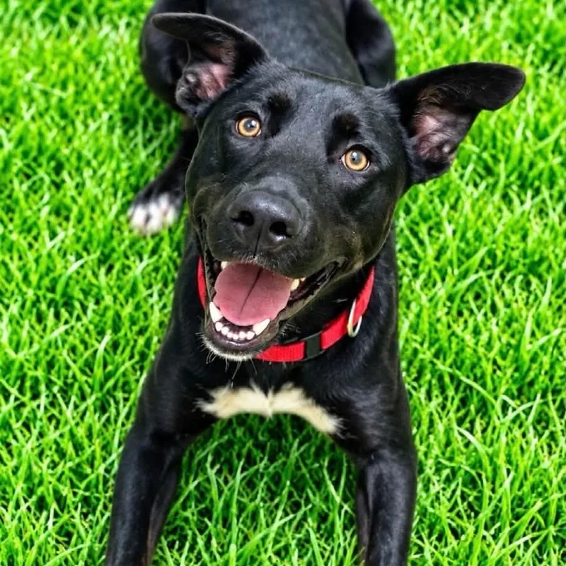 A young large-sized male Black Shepherd dog named Marlon for adoption in Battle Creek, MI