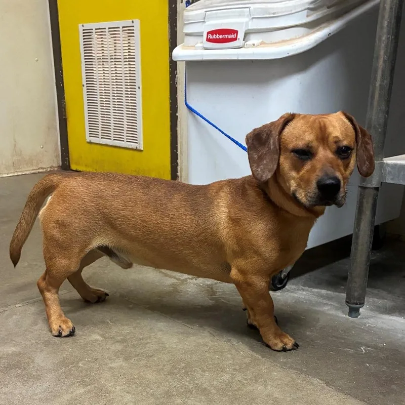 An adult medium-sized male Brown / Chocolate Dachshund dog named Long Legs for adoption in Bryan, TX