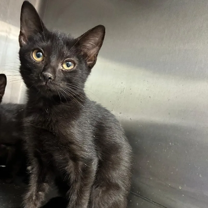 A baby small-sized female Black Domestic Short Hair cat named Chocolatey Poof for adoption in Carencro, LA