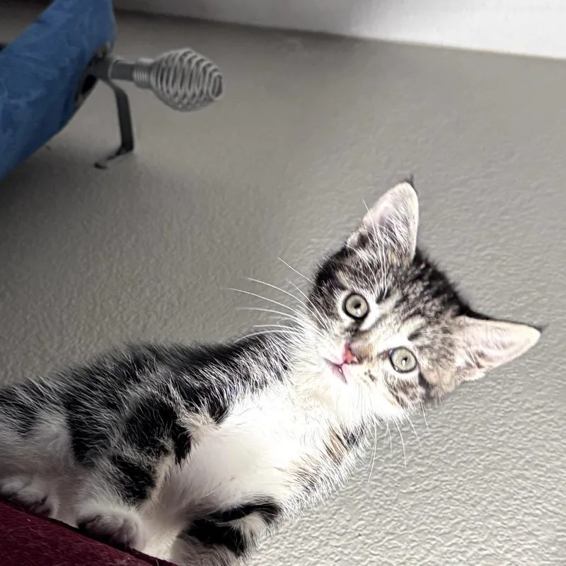 Tasha