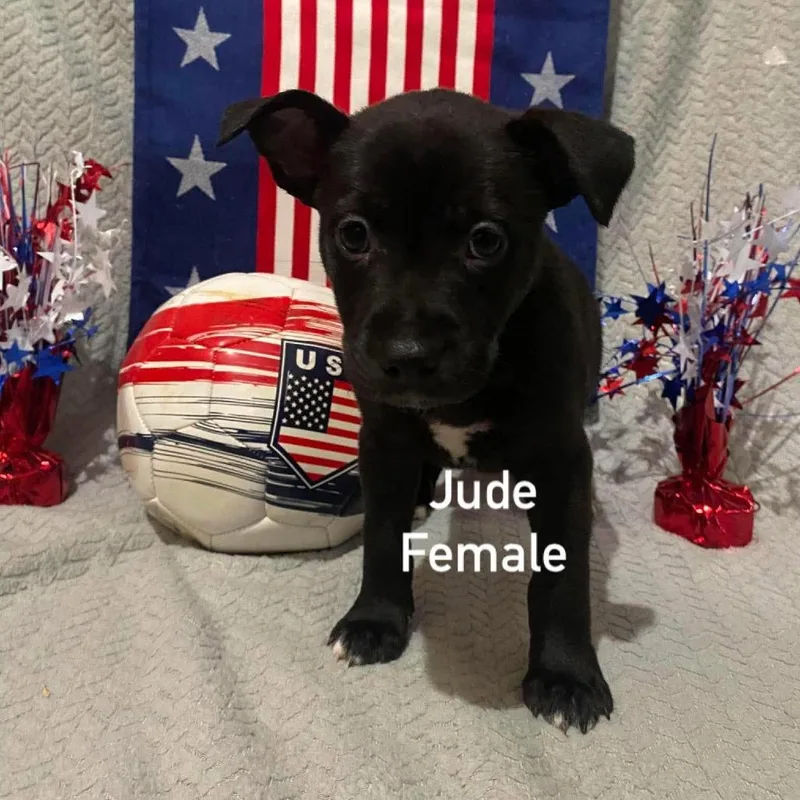 Jude