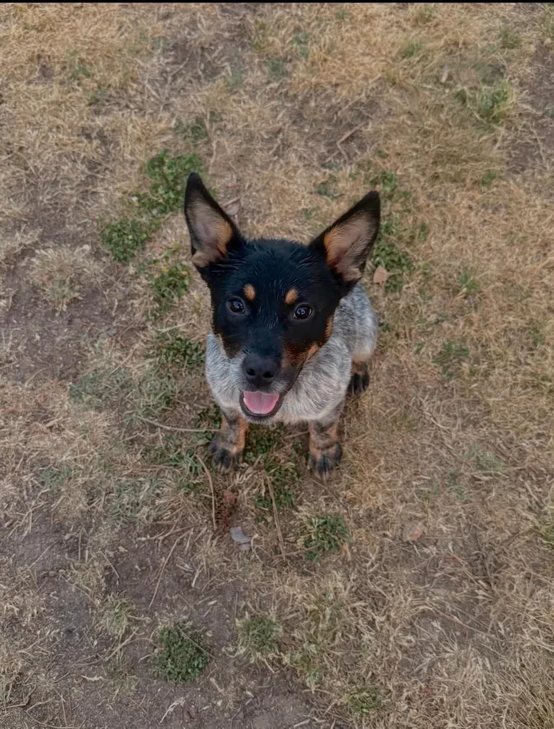 A young medium-sized male Australian Kelpie dog named Cinch for adoption in Bradenton, FL