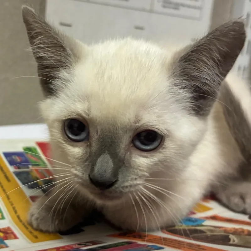A baby small-sized male Seal Point Siamese cat named Casper for adoption in Yuma, AZ