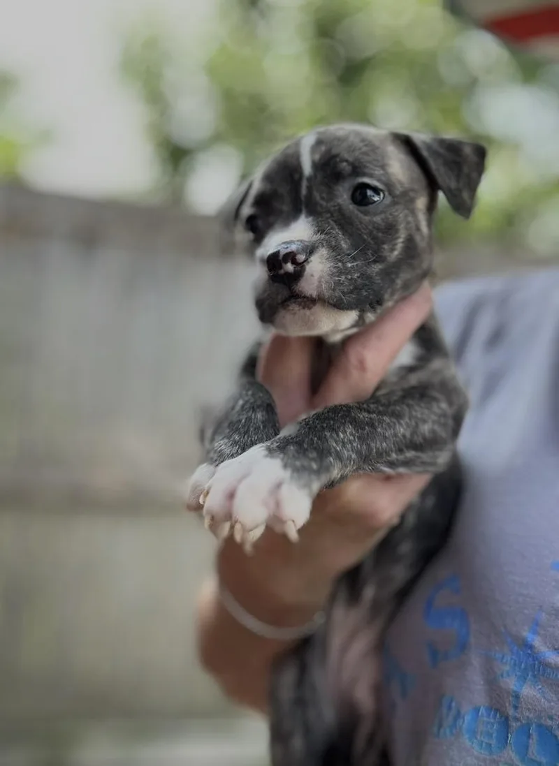 A baby medium-sized female Brindle American Staffordshire Terrier dog named Mable for adoption in Wonder Lake, IL