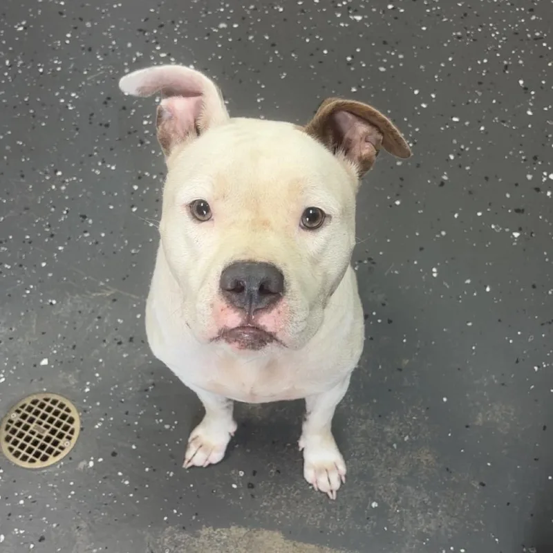 An adult medium-sized male White / Cream Mixed Breed dog named Sir Bob for adoption in Columbiana, AL