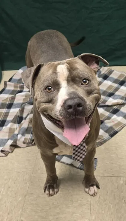 A young large-sized male Gray / Blue / Silver Mixed Breed dog named Atlas for adoption in Hamilton, OH