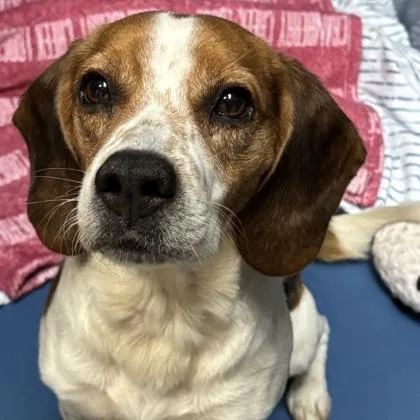 An adult medium-sized male Beagle dog named Rusty for adoption in Merriam, KS