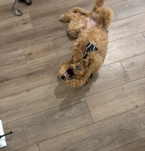 A baby medium-sized female Apricot / Beige Goldendoodle dog named Sydney for adoption in Canal Winchester, OH