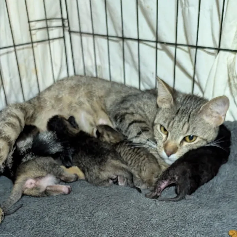 Esmeralda thumbnail 2