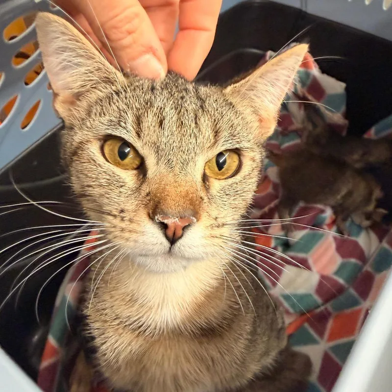 Esmeralda thumbnail 3