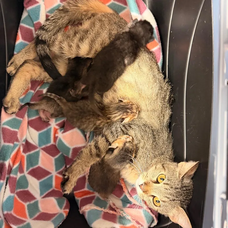 Esmeralda thumbnail 4