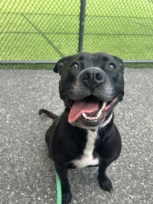 An adult large-sized male Mixed Breed dog named Shamus for adoption in Westbrook, ME