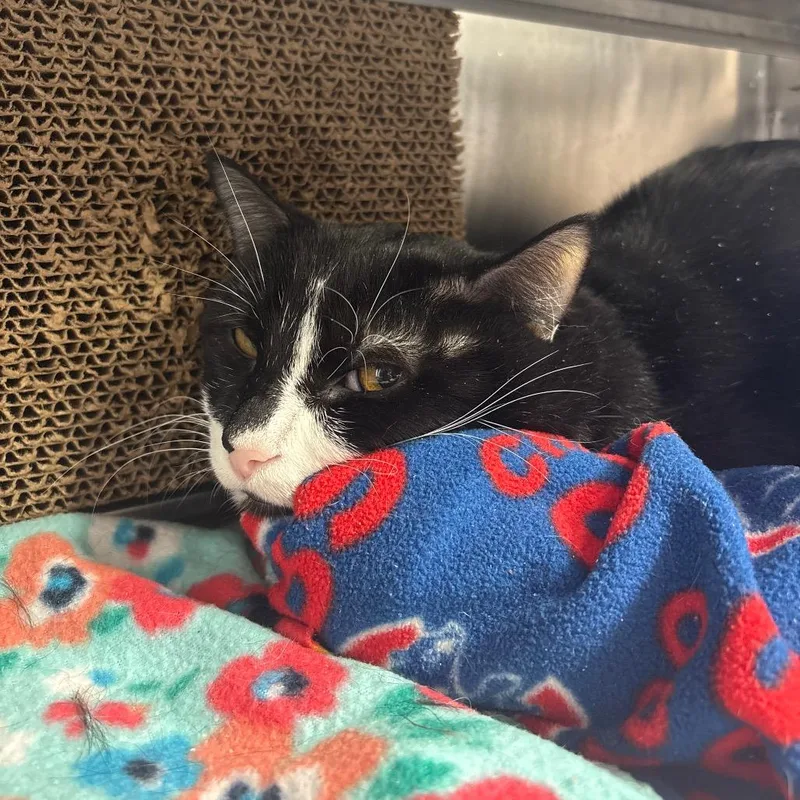 An adult large-sized male Black Domestic Short Hair cat named Clark for adoption in Springfield, IL