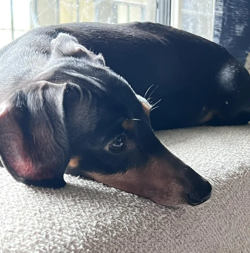 An adult small-sized female Black Dachshund dog named Sugar for adoption in Burbank, CA