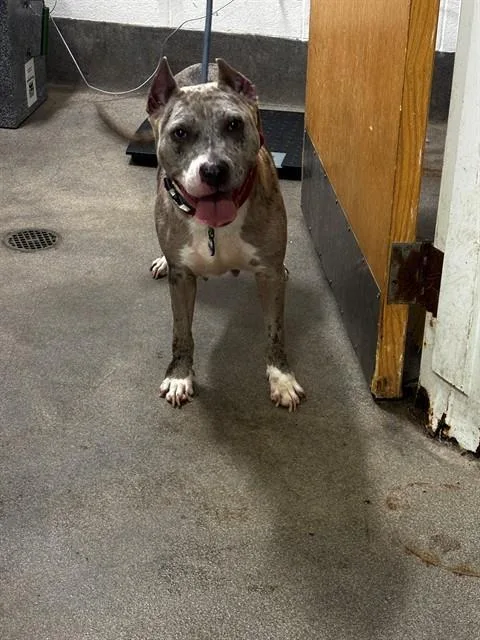 An adult medium-sized female Pit Bull Terrier dog named Fallon for adoption in Upper Marlboro, MD