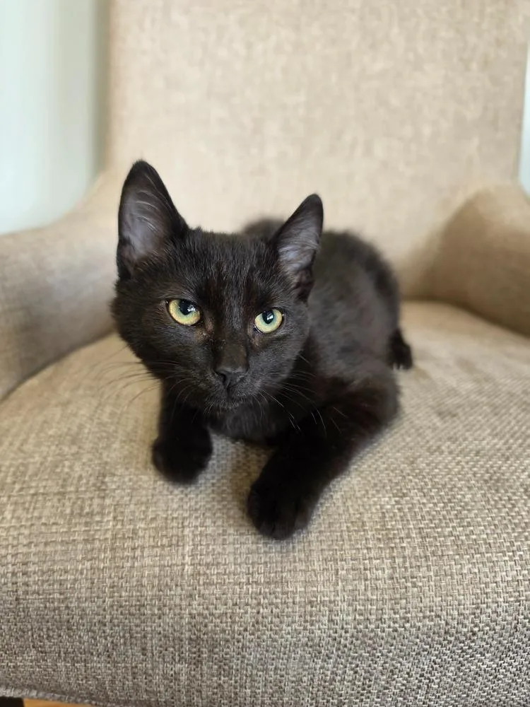 A baby small-sized male Black Domestic Short Hair cat named Dopamine for adoption in Plymouth, MN