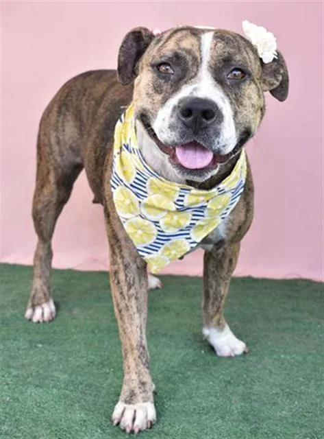 An adult large-sized female Pit Bull Terrier dog named Amy for adoption in Bakersfield, CA