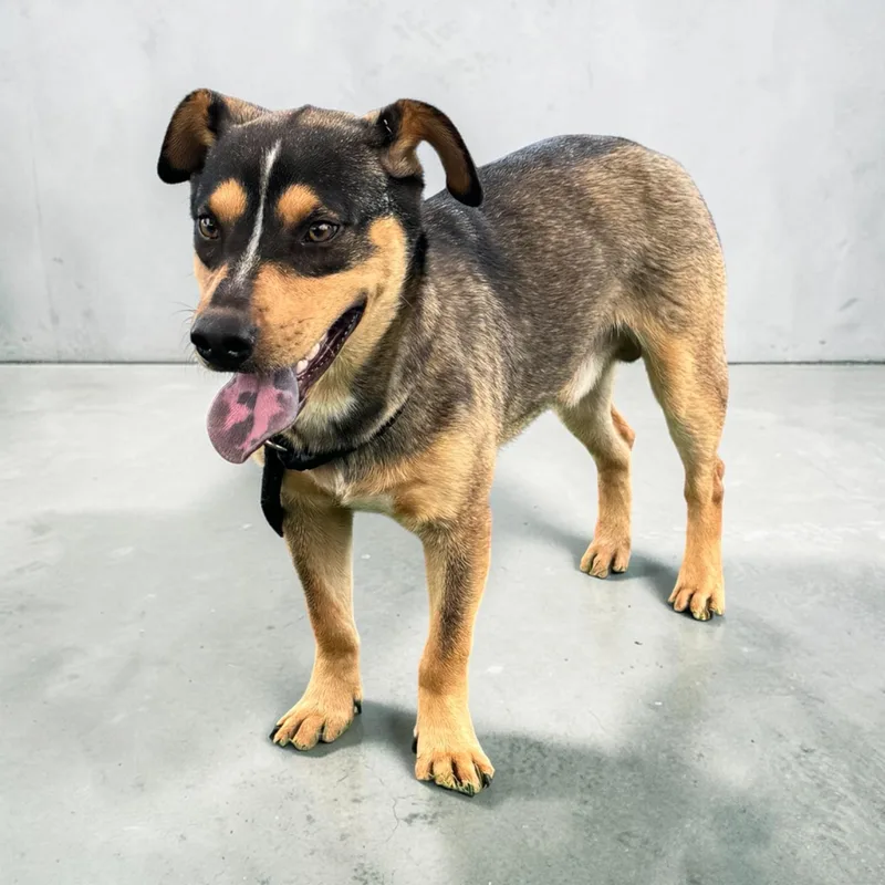 An adult medium-sized male Tricolor (Brown, Black, & White) Terrier dog named Jetson for adoption in Kenedy, TX