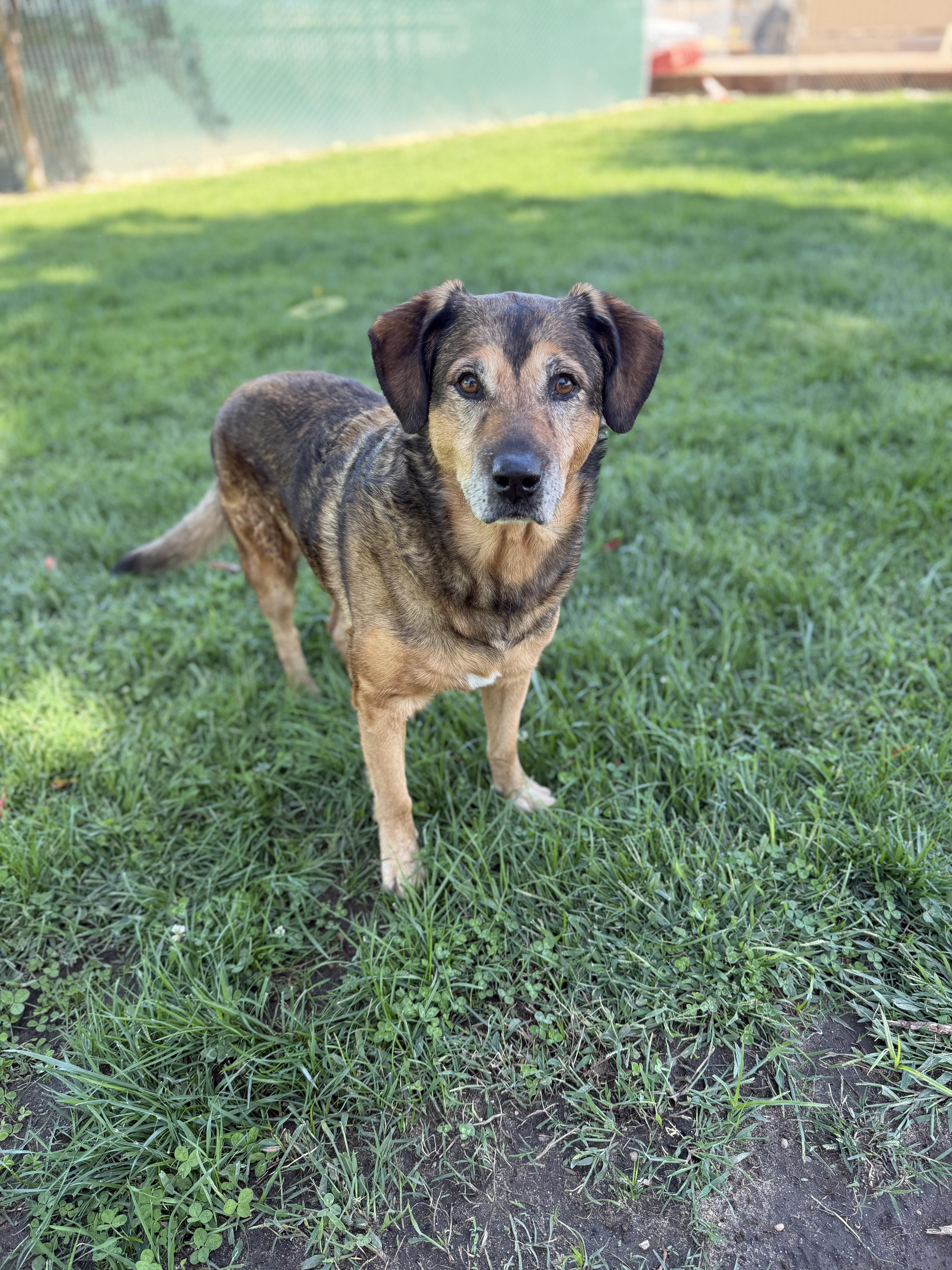 A senior large-sized male Brindle German Shepherd Dog dog named Hank for adoption in Oakdale, CA
