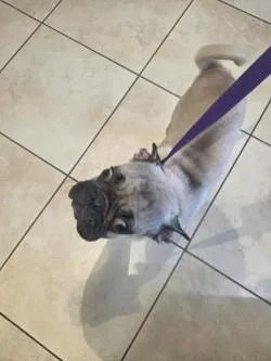 Bug