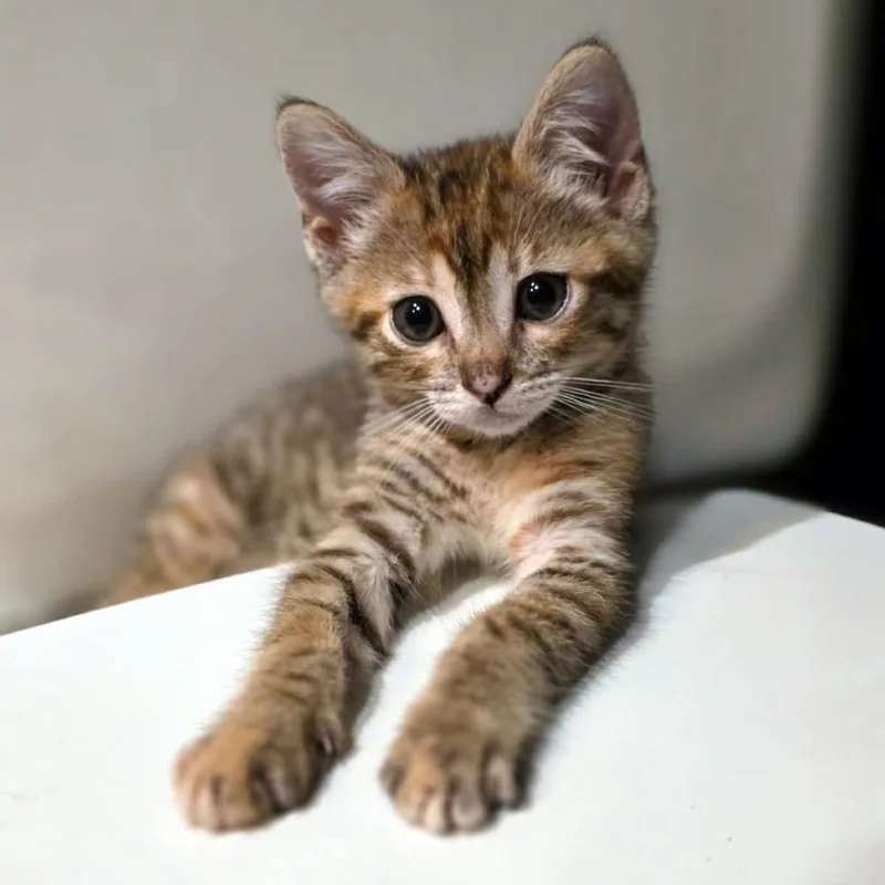 A baby small-sized female Brown / Chocolate Domestic Short Hair cat named Quilt for adoption in Austin, TX