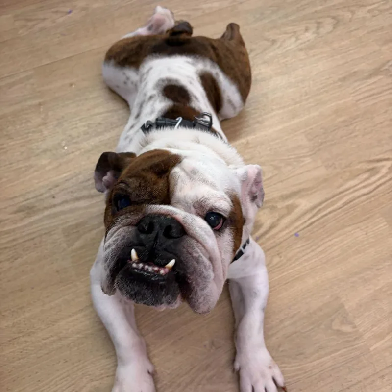 A senior medium-sized male White / Cream English Bulldog dog named Sir Mix A Lot for adoption in San Francisco, CA