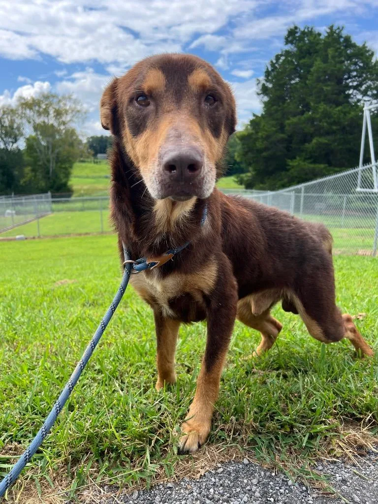 An adult large-sized male Mixed Breed dog named Goofy Hoppy for adoption in Chickamauga , GA
