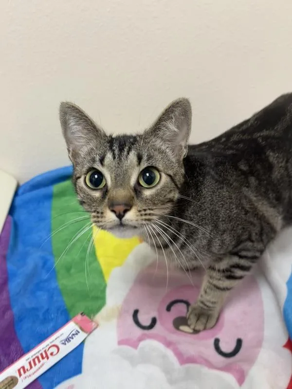 An adult small-sized female Domestic Short Hair cat named Mama Llama for adoption in Sherwood, OR