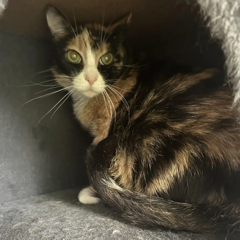 Princess Peach thumbnail 2