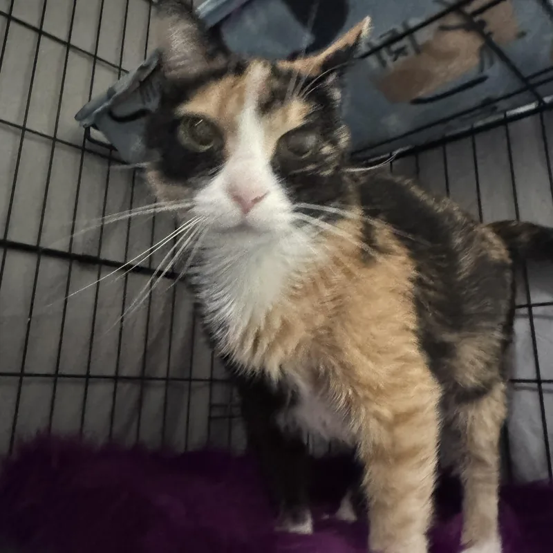 Princess Peach thumbnail 3