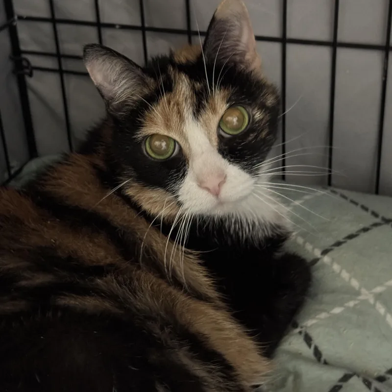 Princess Peach thumbnail 4