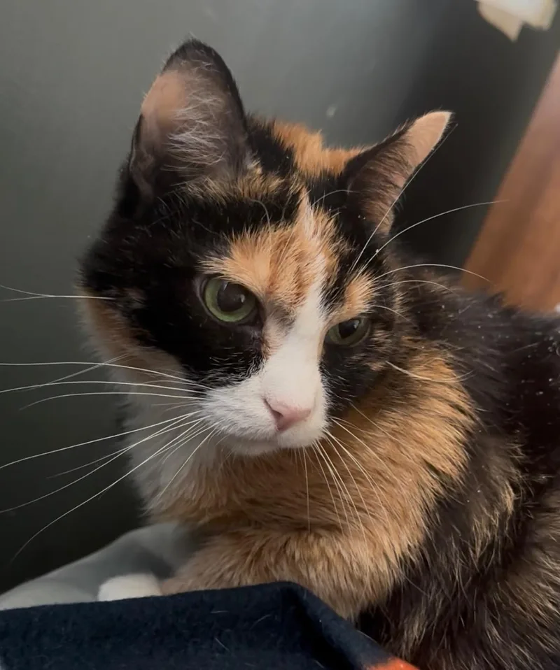 Princess Peach thumbnail 5