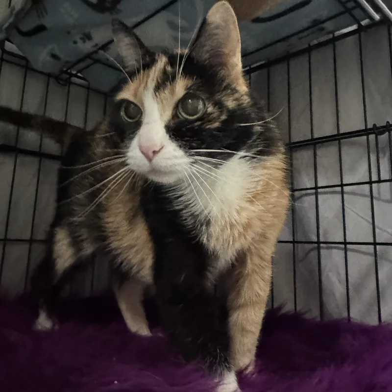 Princess Peach thumbnail 6