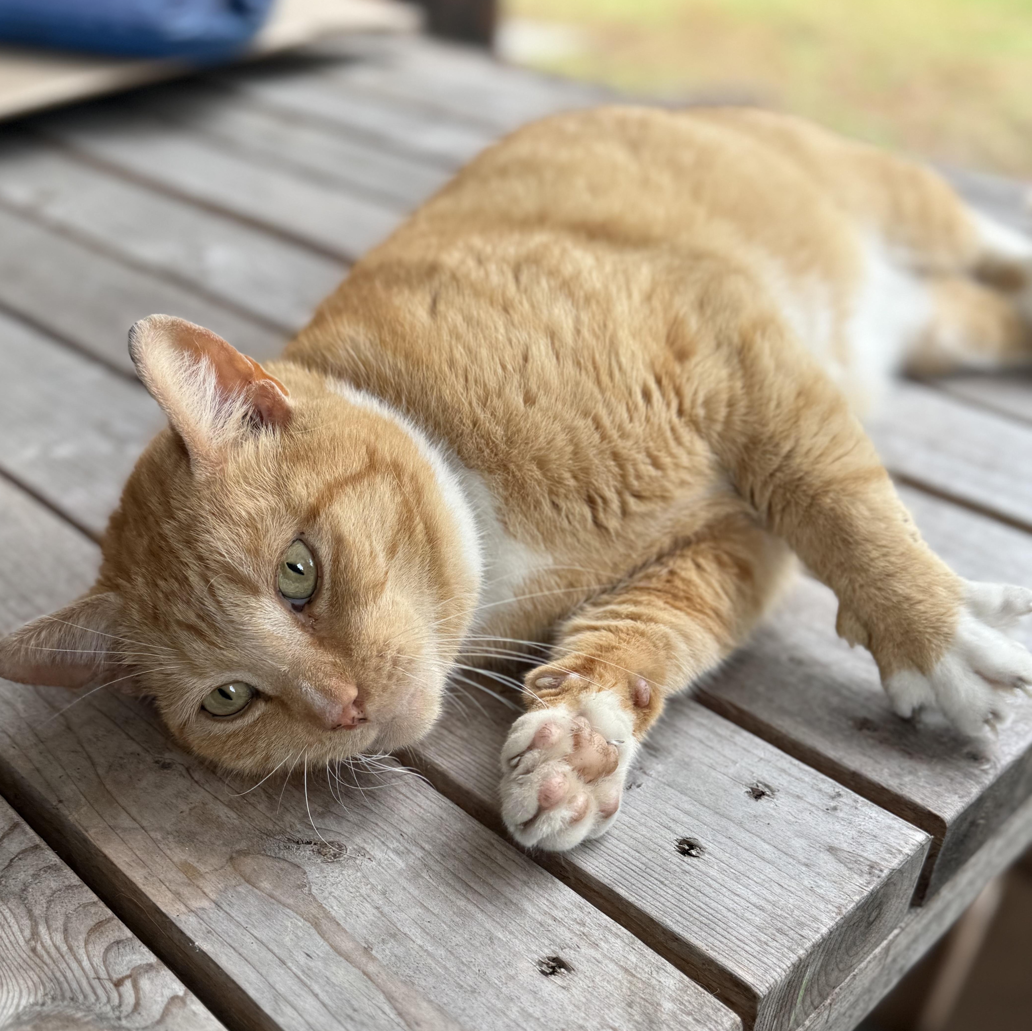 An adult large-sized male Domestic Short Hair cat named Zeus for adoption in Clinton, NC
