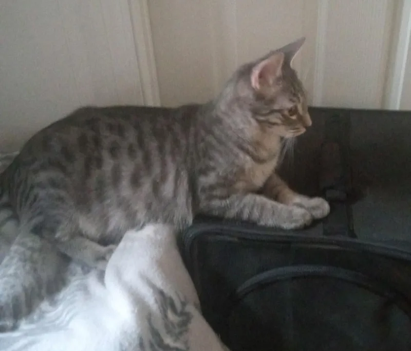 Lightning thumbnail 2