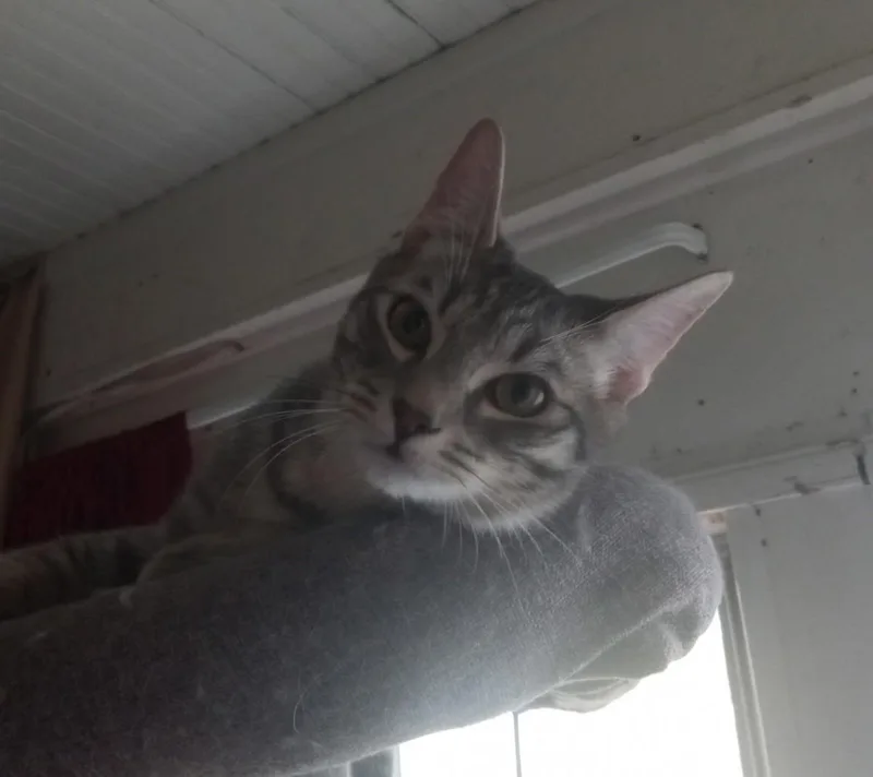 Lightning thumbnail 3