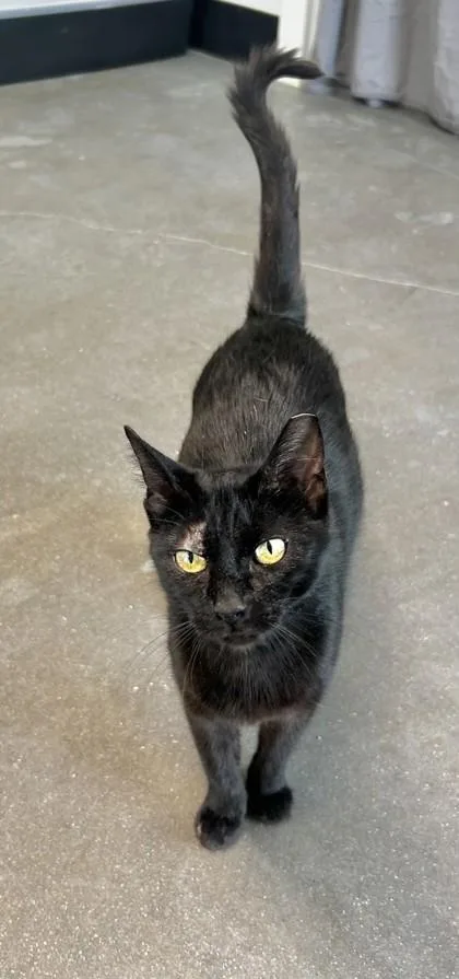 An adult small-sized female Domestic Short Hair cat named Sherry for adoption in West Chester, PA